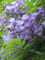 Jacaranda_mimosifolia2