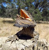 bearded dragon