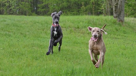 running-dogs-2298436_1280